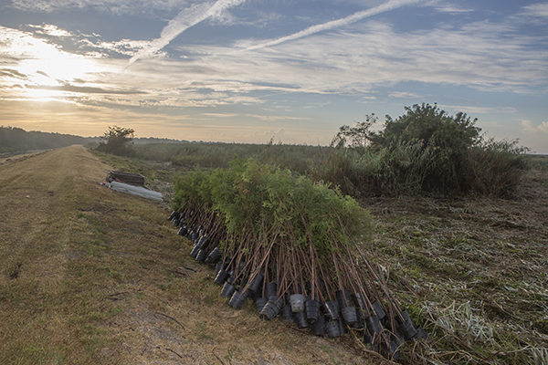10.27.16 Restore the Earth tree planting and coastal restoration kick off of their project to restore 4,000 acres of freshwater-forested wetland in the Pointe-aux-Chenes Wildlife Management Area. Montegut, Louisana
